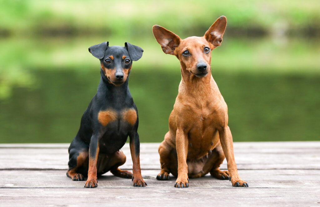 【獣医師監修】ミニチュア・ピンシャーってどんな犬種？特徴と性格や飼い方・価格相場まで解説