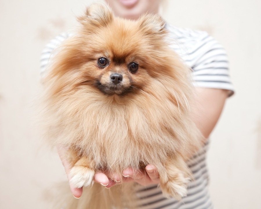 滑りやすいフローリングが犬に与える影響と対策