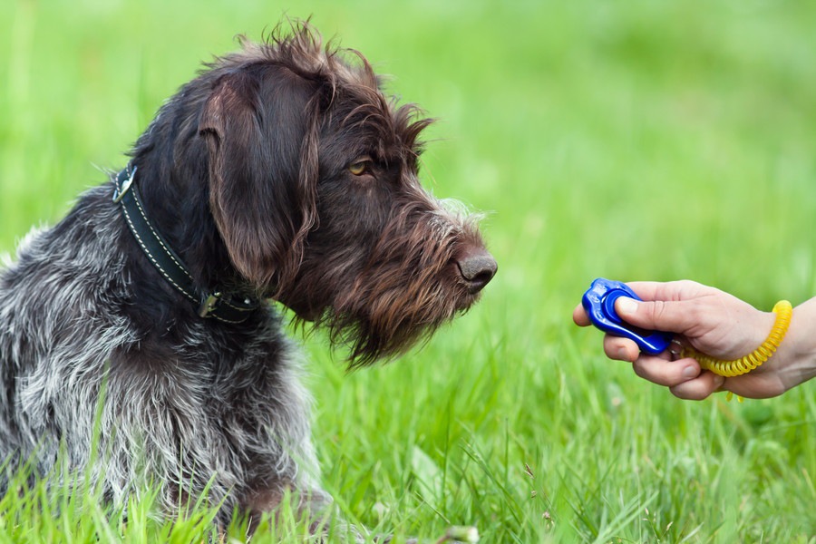 犬のしつけに「音」を使うメリット