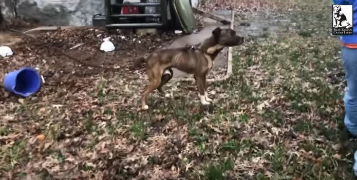 鎖につながれ食べ物も水もない…置き去りされた犬を飢えと孤独から解放！