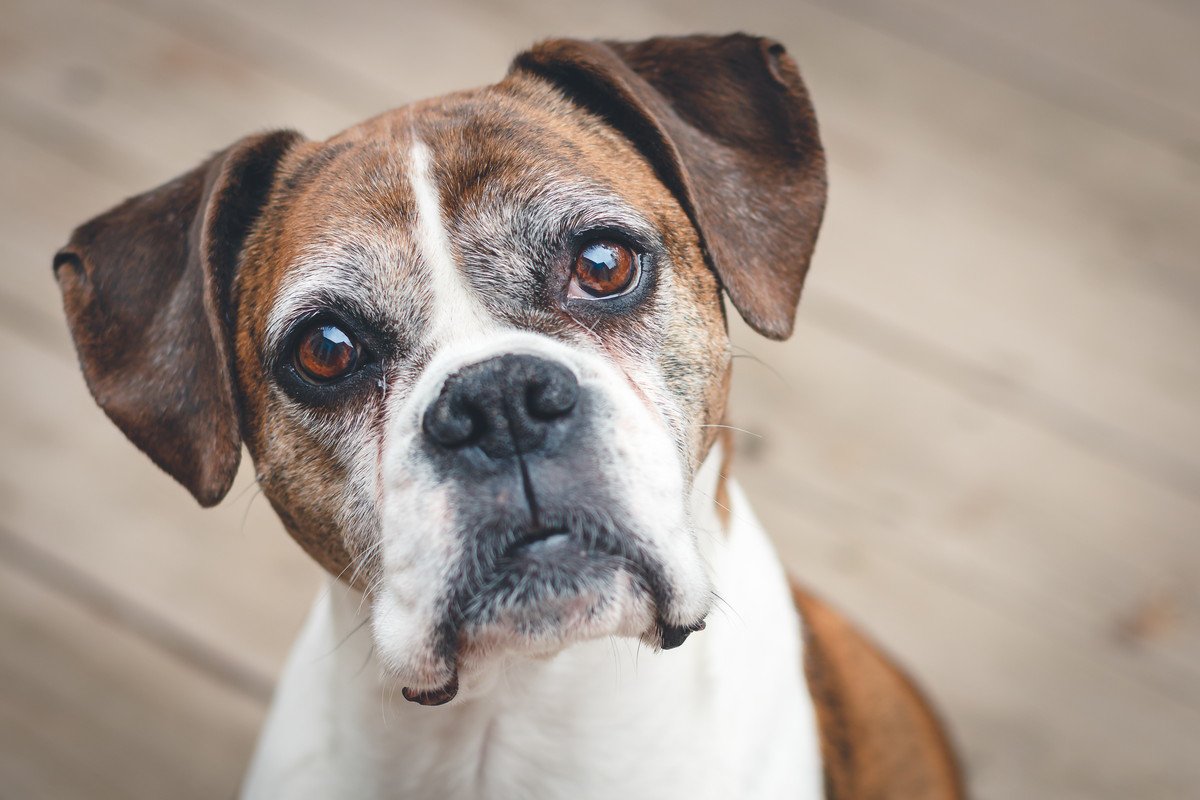 シニア犬にとって『快適な部屋』とは？安全な環境作りの秘訣をご紹介