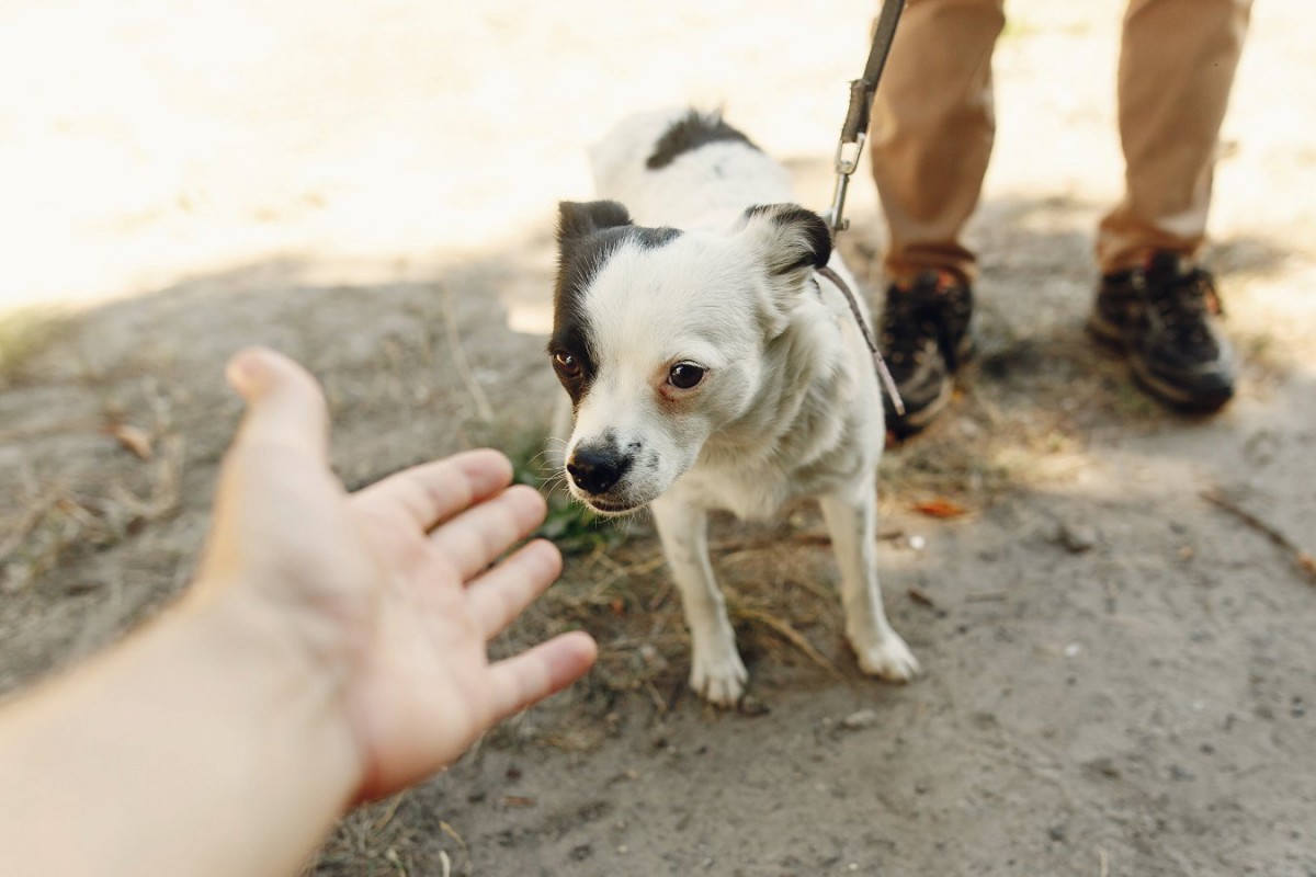 愛犬に対して他人にさせてはいけない『絶対NG行為』5選　人間不信に陥る危険性も