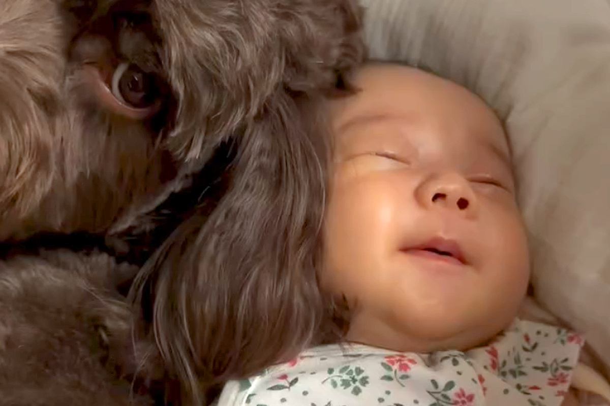 赤ちゃんが『生まれたときから犬と育った』結果→成長すると、犬を見るたびに…あまりにも尊い反応に絶賛続々「可愛い」「笑い声につられるｗｗ」