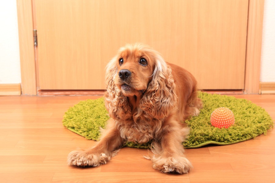 犬を知人に預ける際の注意点とマナー