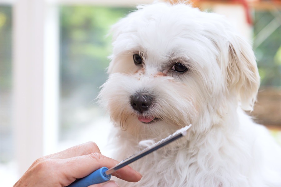 犬のヒゲは伸びたら切るべき？意外と知らないヒゲの意味とは