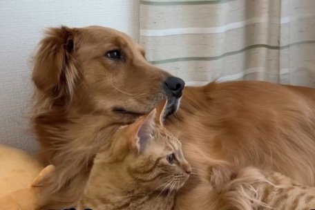 犬が猫を育てた結果……完全にワンコの行動をする猫に74万人騒然「微笑ましすぎる」「にやにやしちゃう」シンクロする2匹に注目集まる