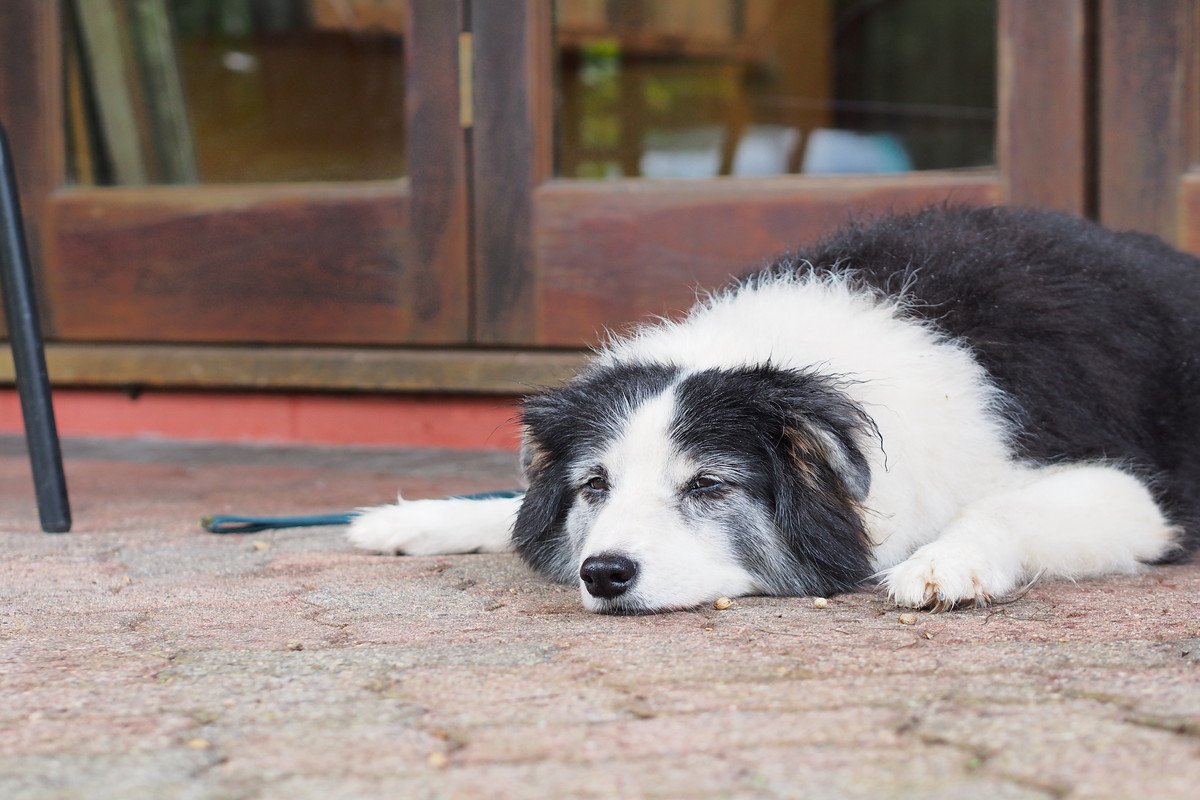 犬が『自信喪失している』ときに見せるサイン5選　飼い主ができるフォローや勇気づける方法まで