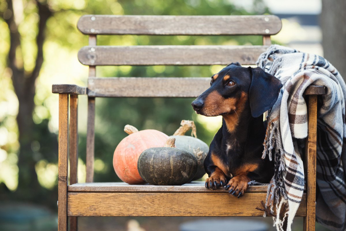 愛犬の健康を守る『温活』におすすめの冬の食材４選！「シニア犬の健康維持に試してみよ」「愛犬と温活してみる」 