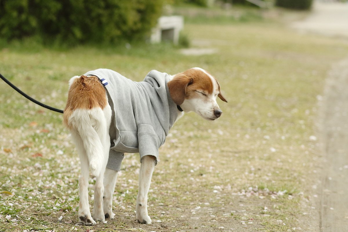 犬の『くしゃみが止まらない』原因5つ　病気かどうかを判断する方法や受診のタイミングまで