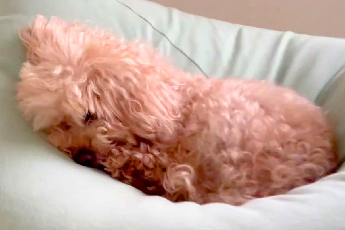 耳が聞こえない老犬→寝ていたので『びっくりさせずに起こす方法』を試した結果…無償の愛を感じる『尊い光景』に10万いいね「天使」「可愛い」