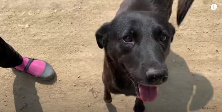 不安げな野良犬に呼ばれてついていくと…子犬を守る母犬の強さと愛に感動