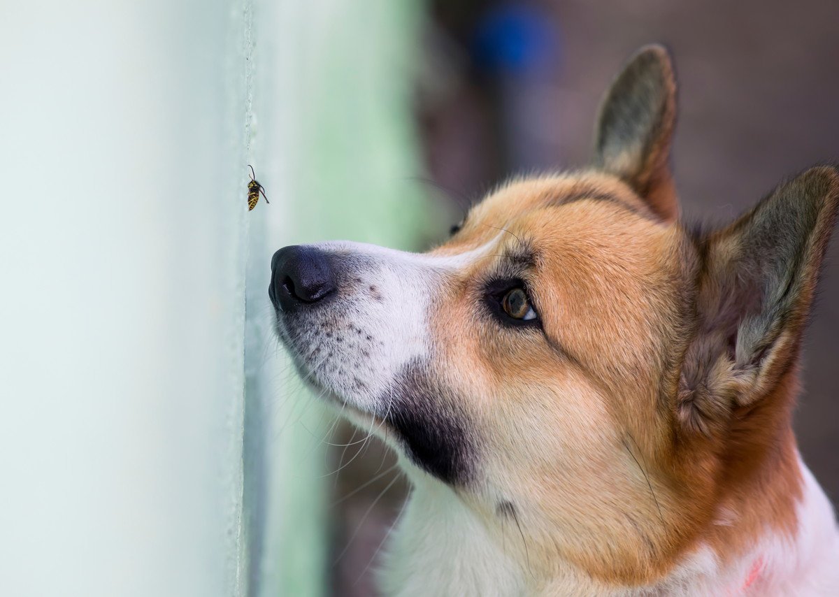 犬が食べてしまうと『危険な虫』3選！飲み込む前後の対処法とは