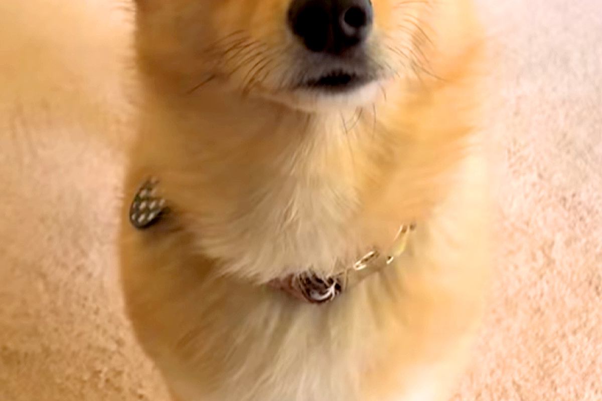 『申し訳なさそうな顔』で呼びに来た犬→ついて行った結果、トイレが…予想外だった『まさかの展開』が21万再生「愛おしい泣く」「優しい世界」