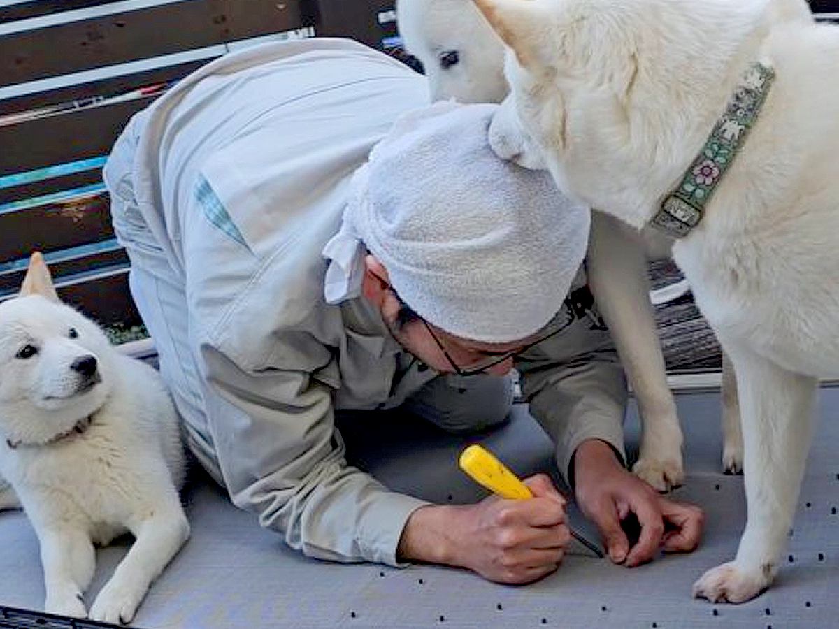 父が犬用の出入り口をDIY→家の中から呼んでみた結果…3匹が見せた『個性的な反応』が12万再生「邪魔かわいいｗ」「素晴らしい」と絶賛