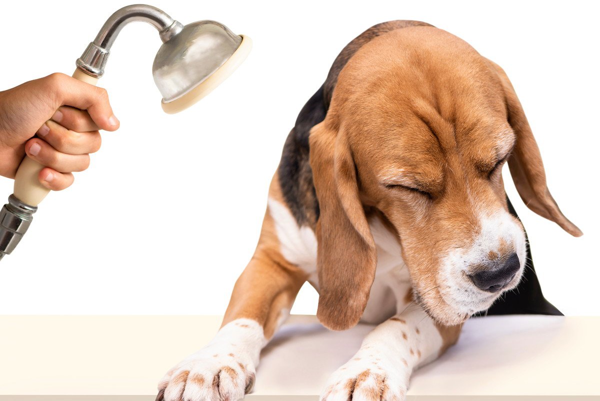 犬が怖がってしまう『音・もの』6選！掃除機のような家電はストレスを与えている？