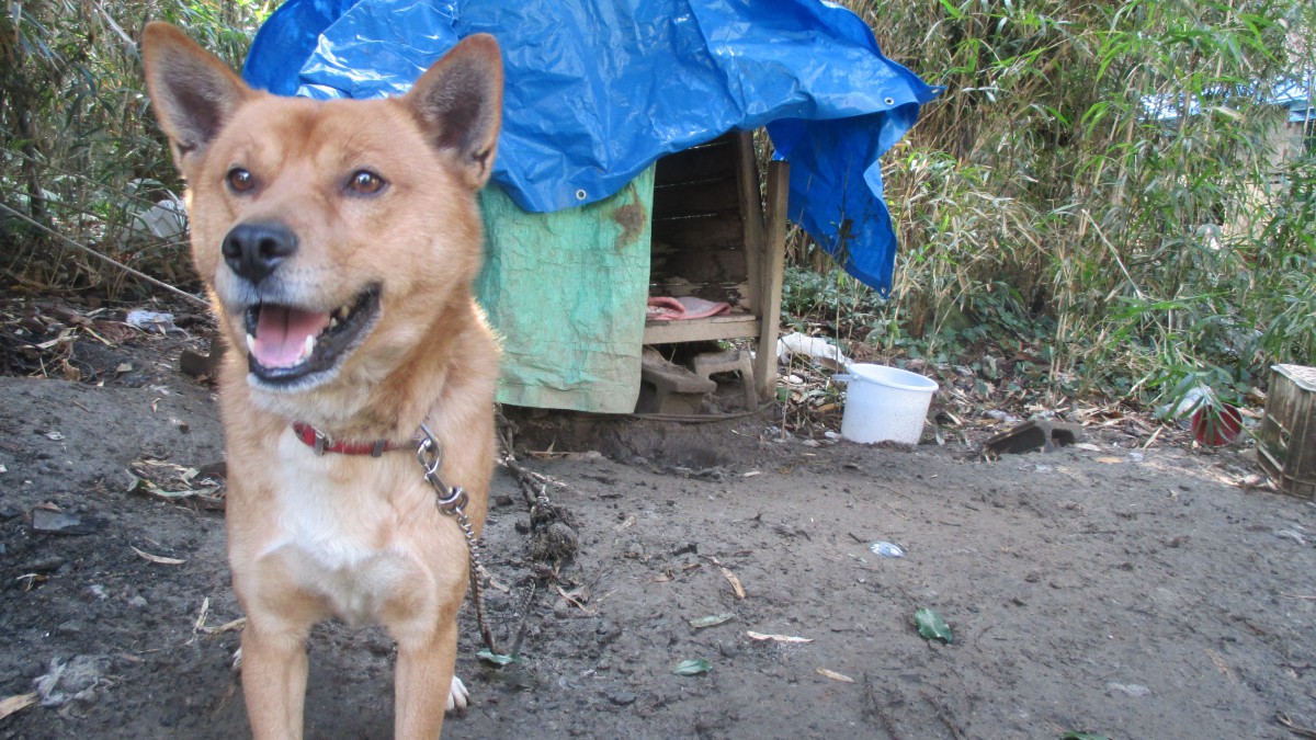 飼い主の死で取り残された外飼い番犬の保護。医療ゼロの悲しい現実