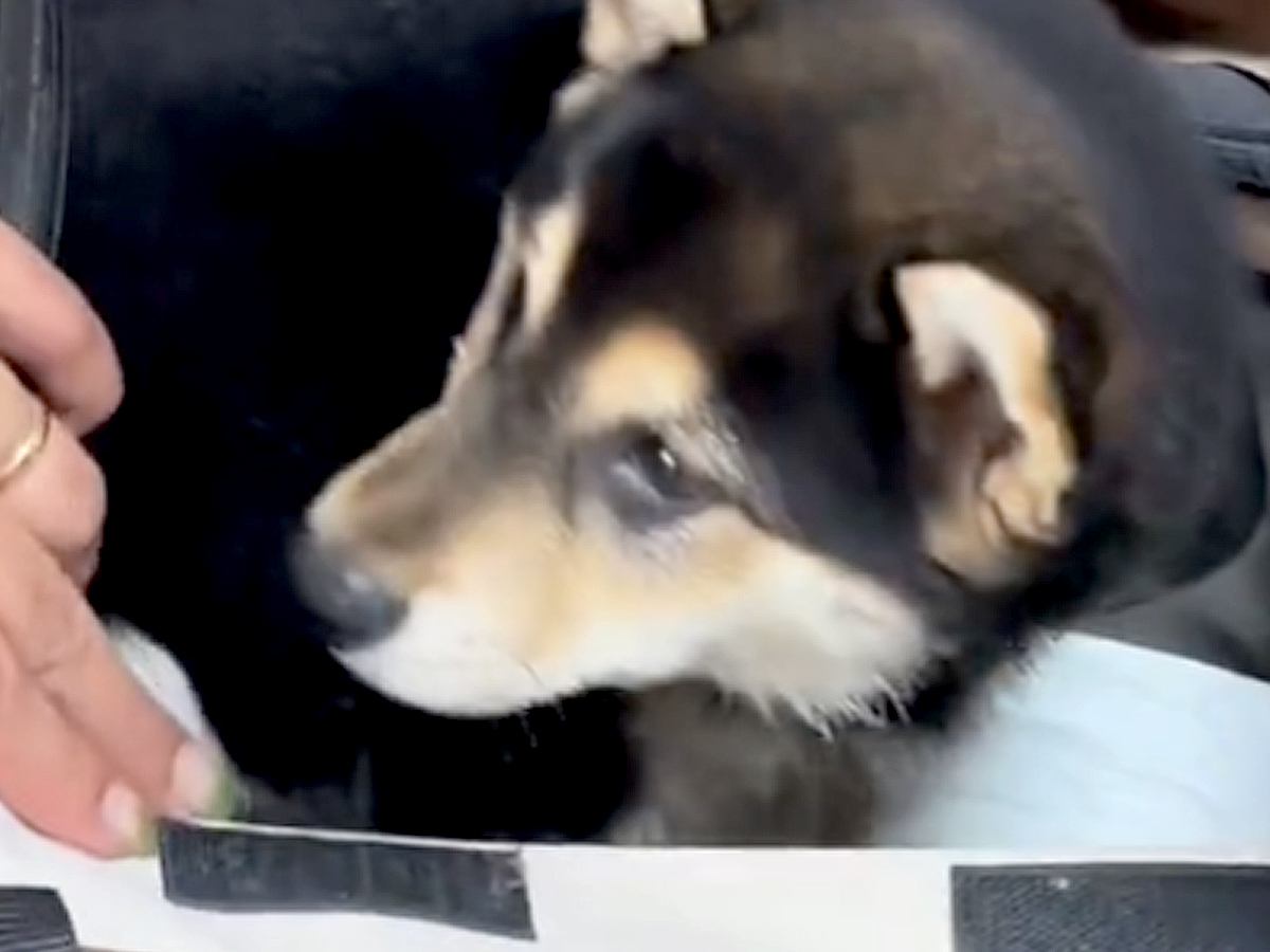 『真っ黒な毛の子犬を飼った』と思っていたら…驚きを隠せない『三毛猫のような姿になる光景』が12万再生「ミケ柴」「なんて珍しい色」と絶賛