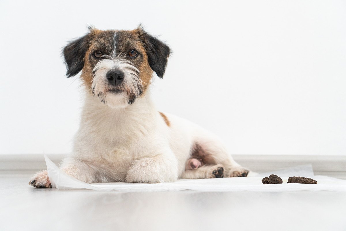 愛犬の『ウンチが散らばる』5つの原因　飼い主ができる対策やトイレ環境の整え方まで解説