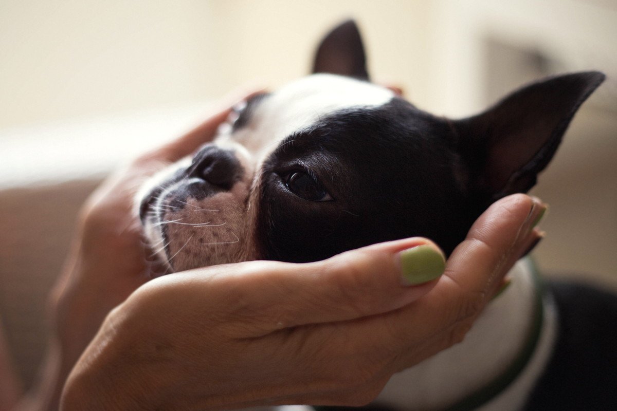 『不幸な犬』が見せるサイン4選　幸福度が高い犬との大きな違いや生活に満足してもらう方法まで