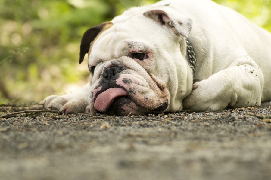 犬がミネラル不足になったときに現れる４つの症状とやりたい対策