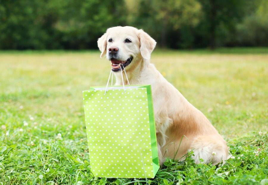 旅の思い出を愛犬にも！おすすめのお土産まとめ