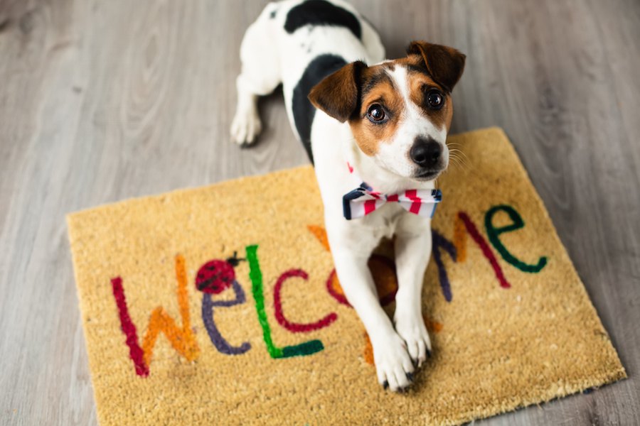 保護犬を多頭飼いする時に注意したい３つのこと