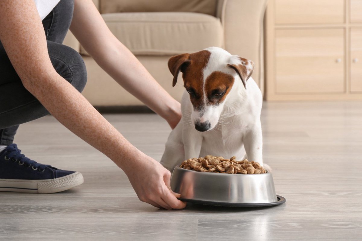 犬の寿命を縮めてしまう『ご飯の食べさせ方』３選…与えるときのタブーと意識すべきポイントとは