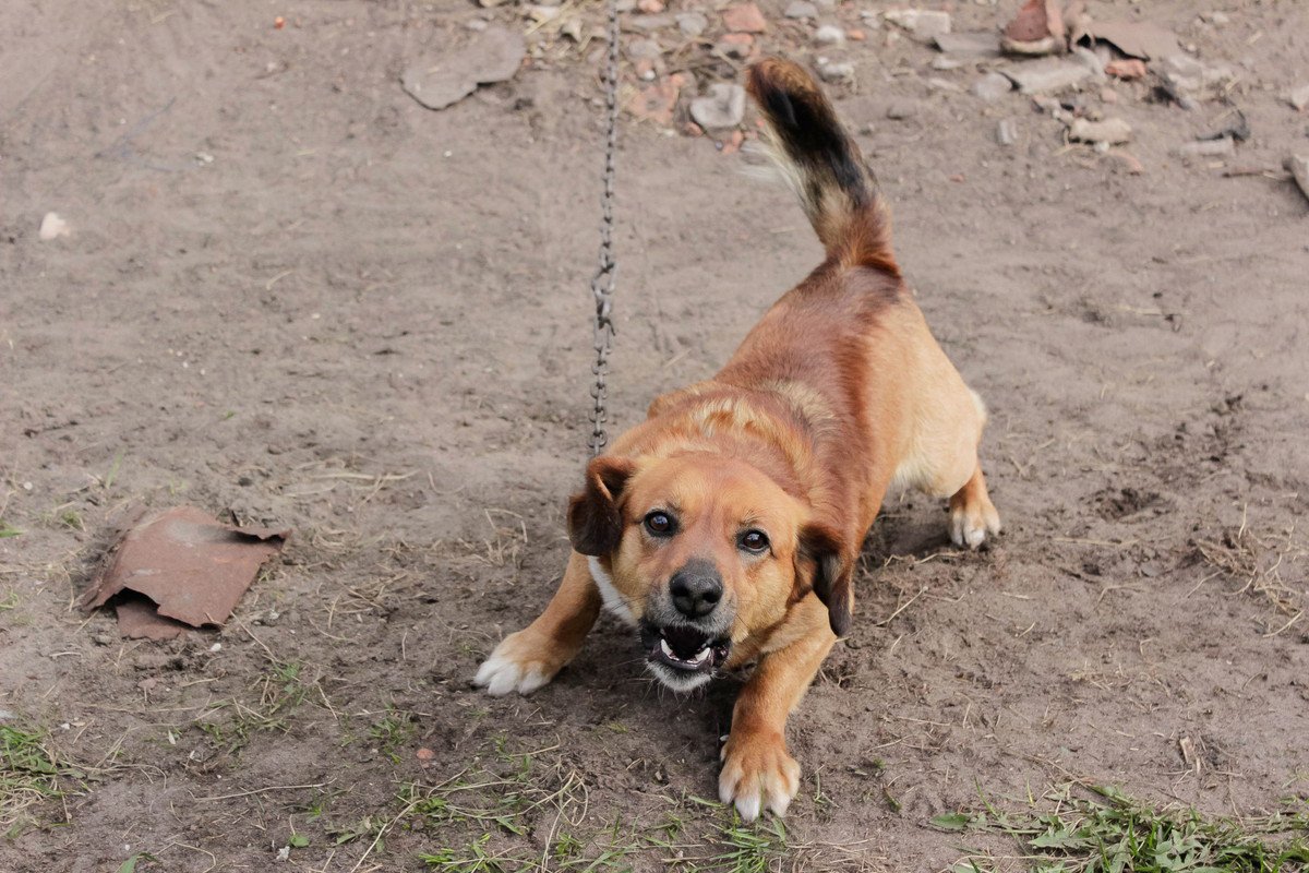 犬が「しっぽを振りながら唸ってくる」心理3つ！怒っている時との見分け方とは？