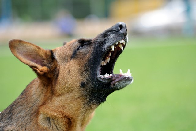 番犬に向いている犬種8選！小型犬から大型犬まで