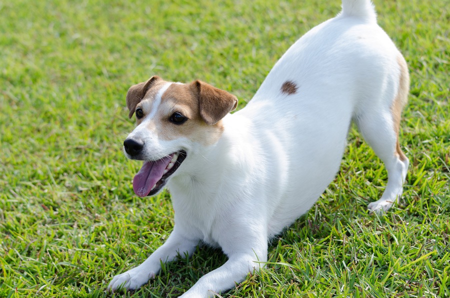 怒りっぽいと言われている犬種３選