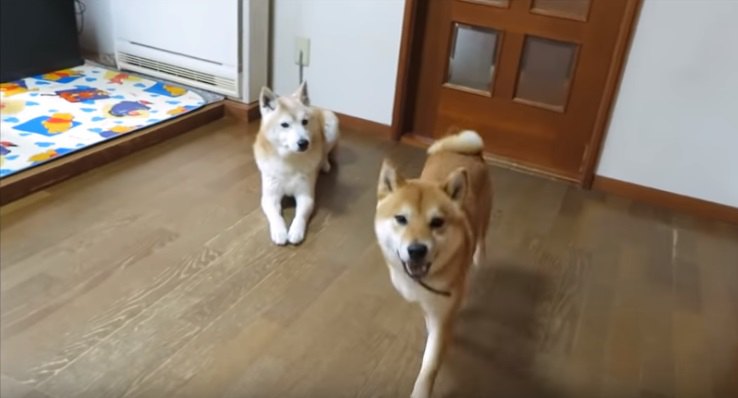 「自由だー！」開放感でいっぱいの柴犬ちゃんにくだされた司令とは？