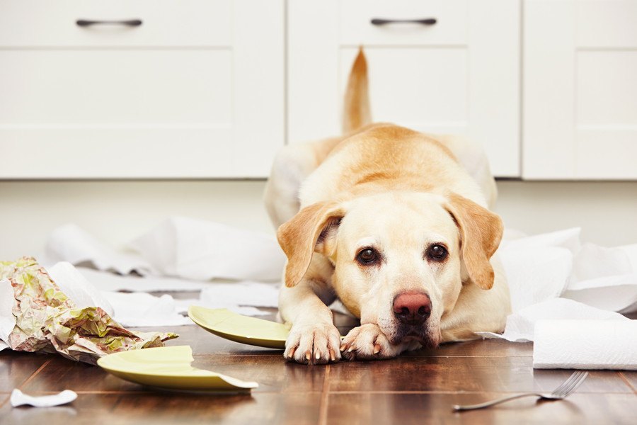 犬がストレスを溜めすぎているときにする態度や仕草３選