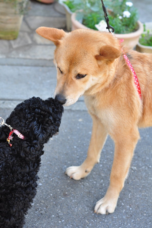 犬が他の犬に唸ってしまう『５つの心理』