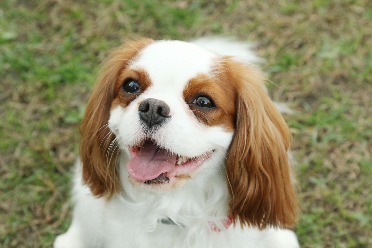 キャバリアあるある6選！飼い主さんならわかる犬種の魅力をご紹介