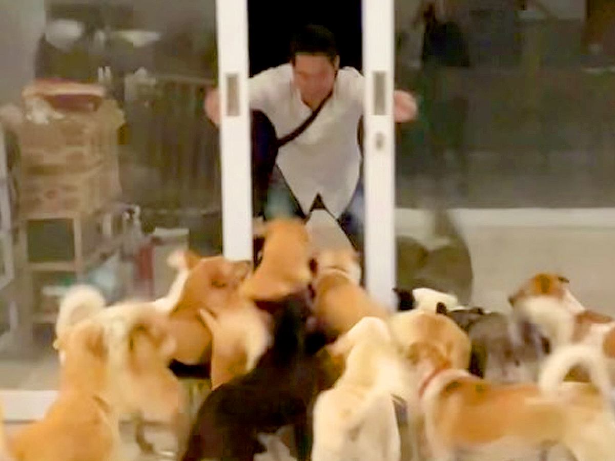 33頭の犬と暮らすお父さん→外出から帰宅すると…迫力満点な『熱烈歓迎の光景』が186万再生「愛されてるの伝わる」「幸せそうで羨ましい」
