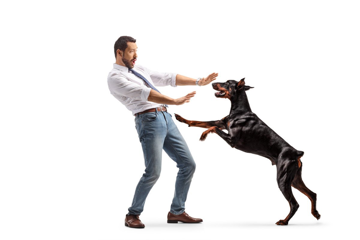 犬が『人に飛びかかる』リスク4つ　他者とのトラブルを引き起こすことも…