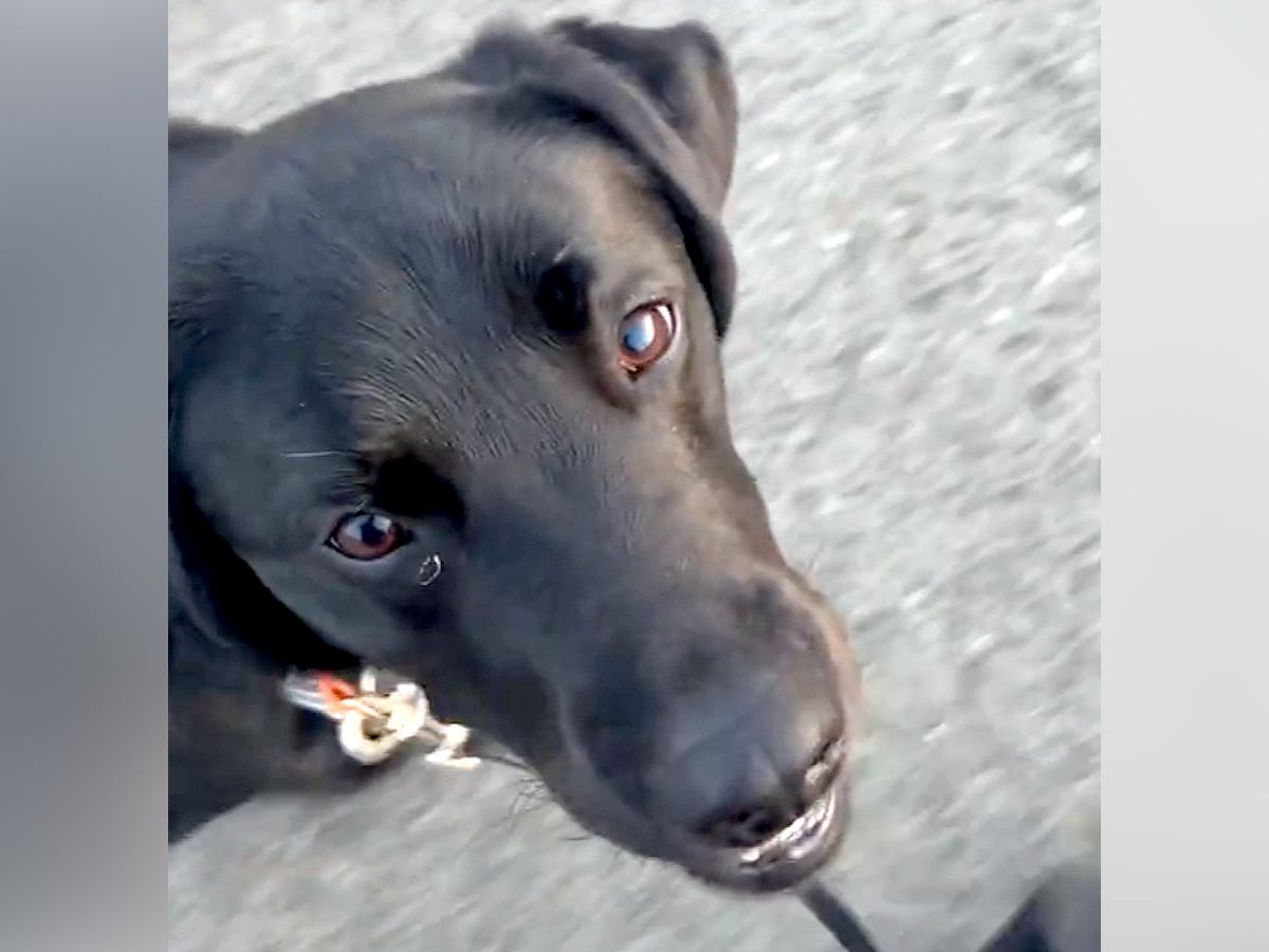 『かわいいけど…前向いた方がいい』お散歩中の大型犬→心配になるほど『尊い光景』が57万再生「信頼されてる」「犬が棒に当たる理由ｗ」と反響