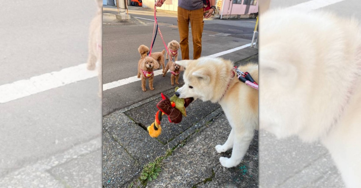 「見て、みてぇ～！」おもちゃを友達に見せびらかす秋田犬さんにほっこり♡