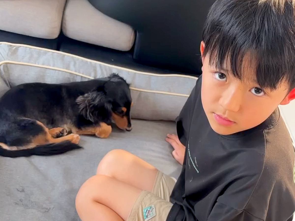 亡き愛犬に似た保護犬をお迎えしたら『愛犬じゃない』と息子が号泣…過去を乗り越えた『現在の光景』に反響「本当に優しいご家族」「絶対幸せ」