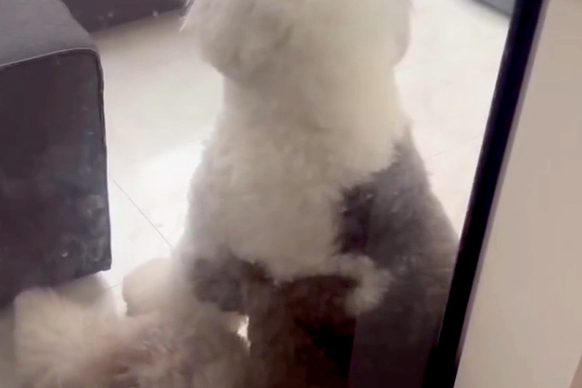 大型犬に『いつもより長めのお留守番』をしてもらった結果→帰宅すると、ドアの前で…人間の子どものような『拗ね方』に反響「めっちゃ可愛い」