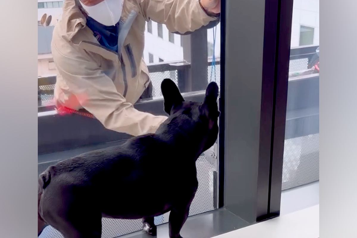 『窓掃除の作業員』と遭遇した犬→『邪魔じゃないかな』と思ったら…微笑ましい『やり取り』が54万再生「おじさんニッコニコｗ」「全員かわいい」