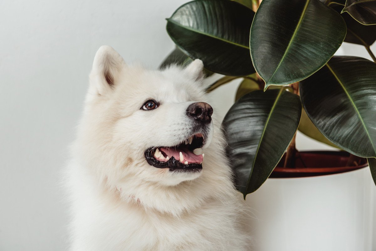 犬がいても置ける「観葉植物」4選！安全な種類とダメな種類を解説