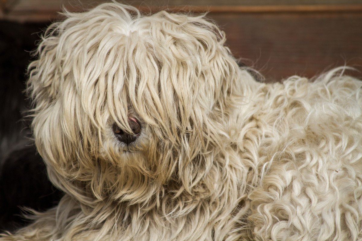 犬との生活が苦痛になる『やってはいけない飼い方』3選　考え方や環境ひとつで思い描いた暮らしにならないことも