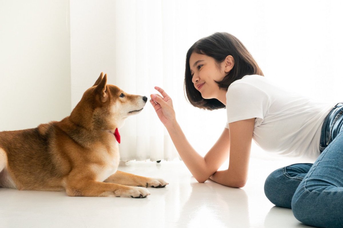 柴犬のトイレトレーニング｜成功のコツ・失敗例・環境づくりまで解説