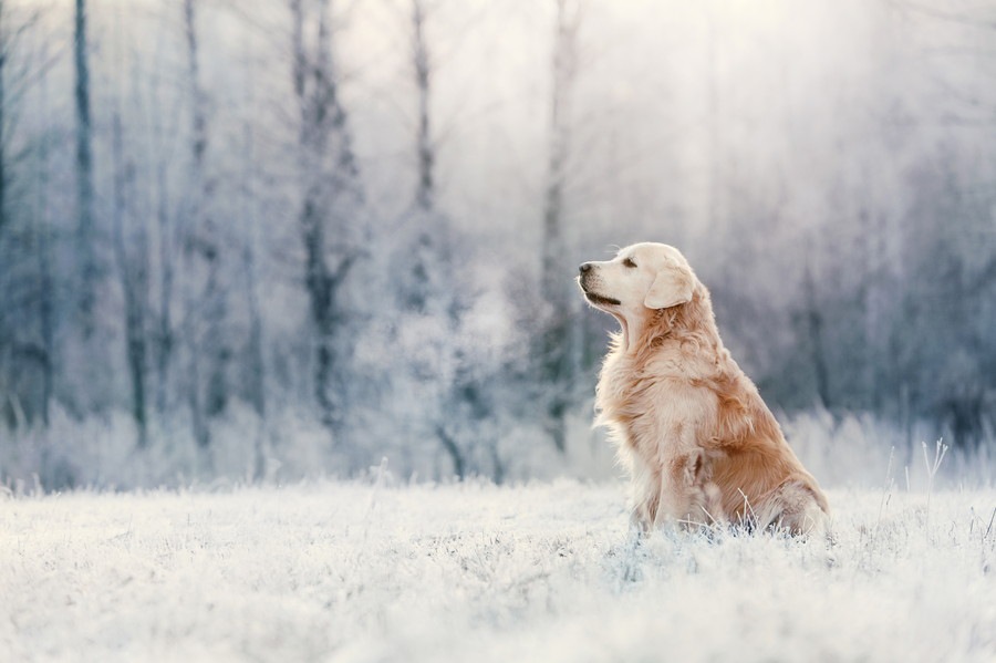 寒い季節に多い犬の病気5つ