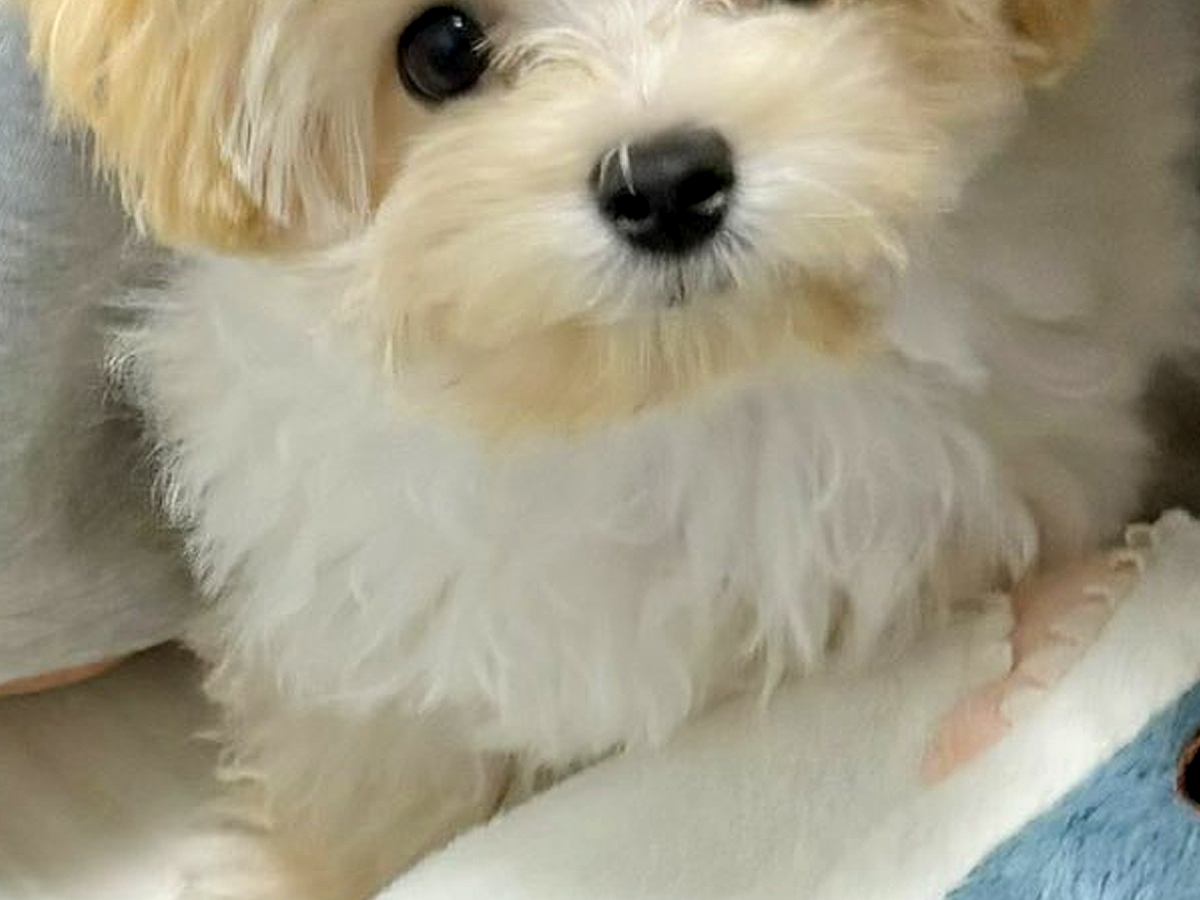 ママに怒られてしまった赤ちゃん犬→絶対に許してしまう『咄嗟にとった行動』に4万いいね集まる「避難可愛いｗ」「もう許して？って顔してる」