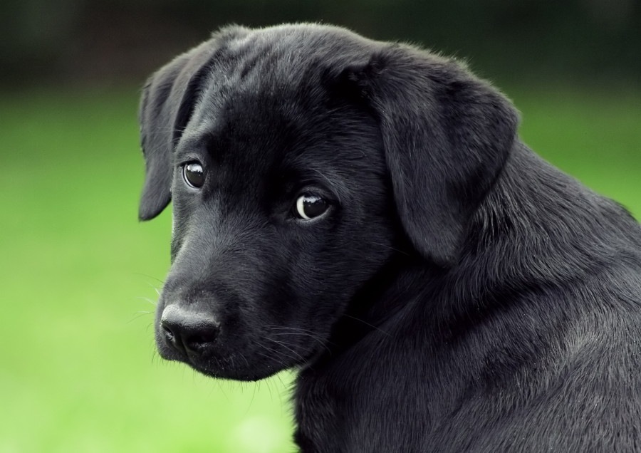 犬の性格が変わるタイミング５つ