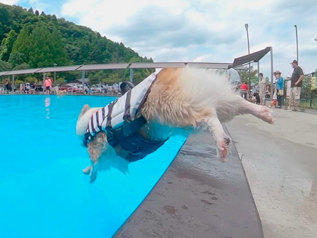 夏の水泳教室で特訓している犬たち→プールサイドへ向かった次の瞬間…人間顔負けの『カッコよすぎる光景』に反響「素敵」「本当に楽しそう」