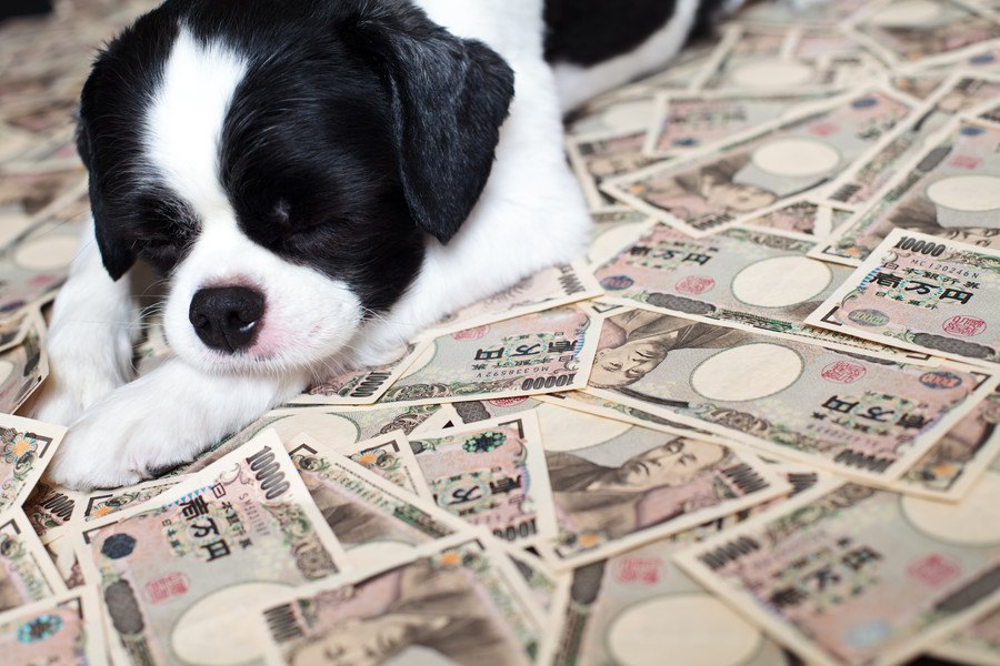 愛犬のための貯金はいくらが理想？安心できる目安額とは