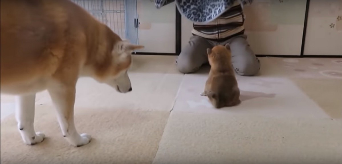 大きくなっても無邪気さは健在！全力で遊ぶ柴犬ちゃん